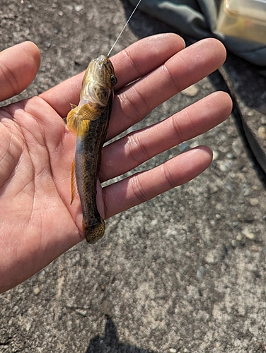 マハゼの釣果