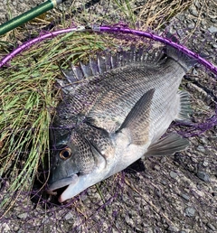 チヌの釣果