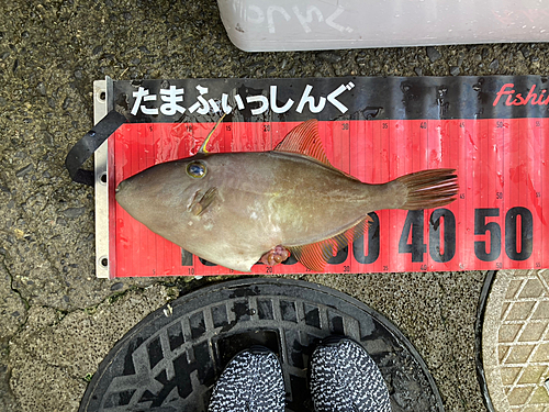 ウマヅラハギの釣果