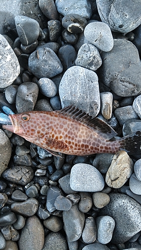 オオモンハタの釣果