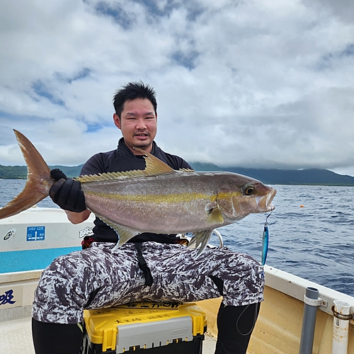 ヒレナガカンパチの釣果