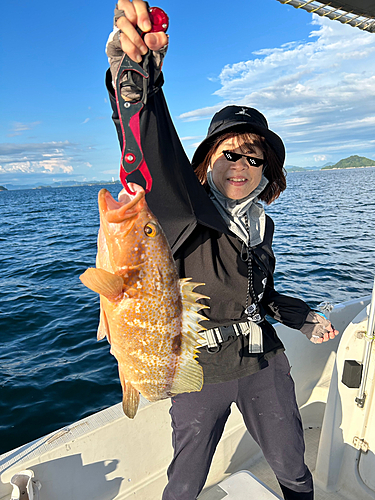 アコウの釣果