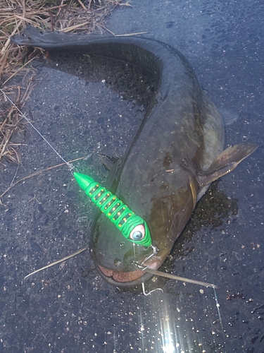 ナマズの釣果