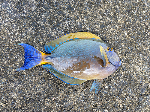 トカジャーの釣果