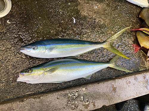 ツムブリの釣果