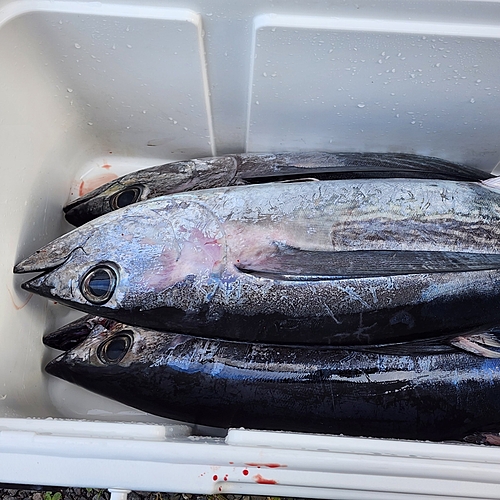 ビンチョウマグロの釣果