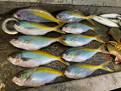 ウメイロの釣果