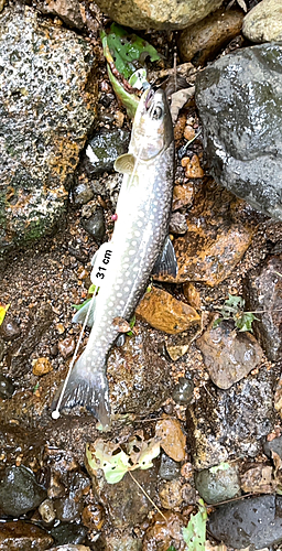 イワナの釣果