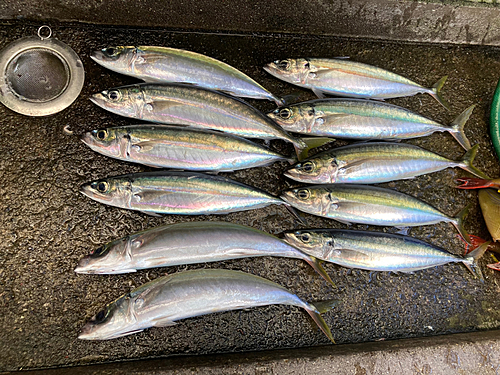 クサヤモロの釣果