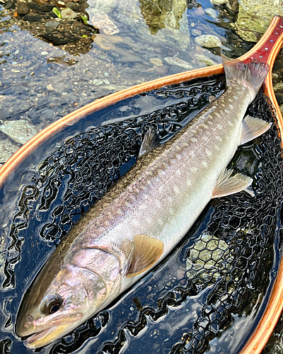 アメマスの釣果