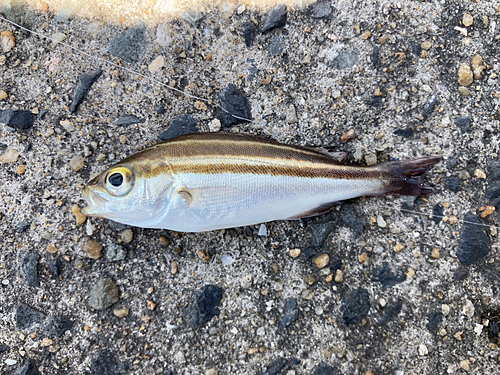 イサキの釣果