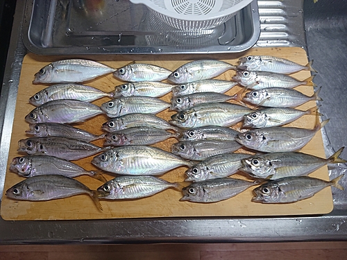 アジの釣果