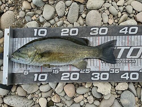 スモールマウスバスの釣果