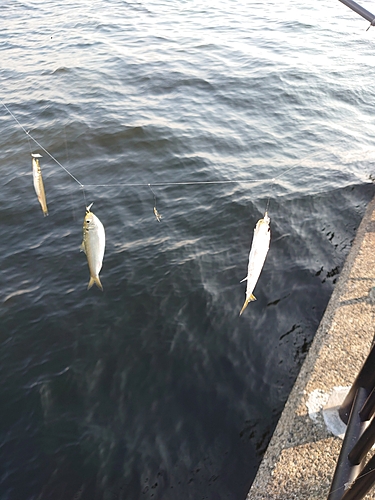 カタクチイワシの釣果