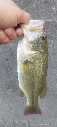 ブラックバスの釣果