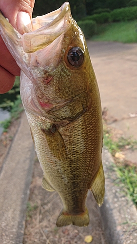 ラージマウスバスの釣果