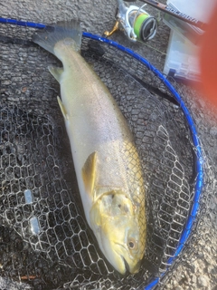 ブラウントラウトの釣果