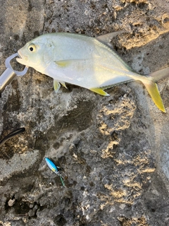 オニヒラアジの釣果