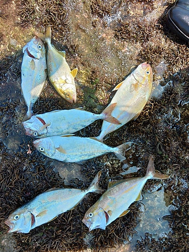 ショゴの釣果