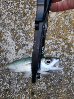 サバの釣果