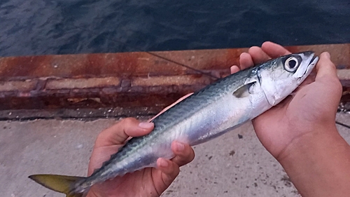 サバの釣果