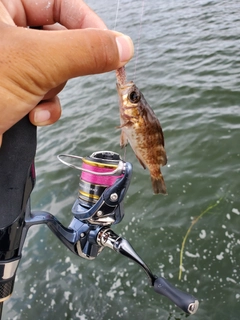 アカカマスの釣果