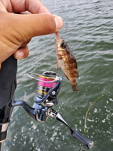 アカカマスの釣果