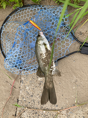 セイゴ（マルスズキ）の釣果