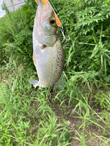 セイゴ（タイリクスズキ）の釣果