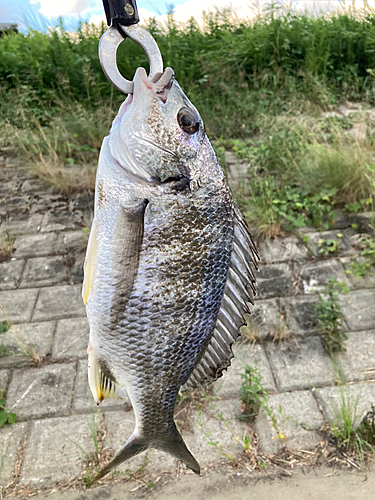 チヌの釣果