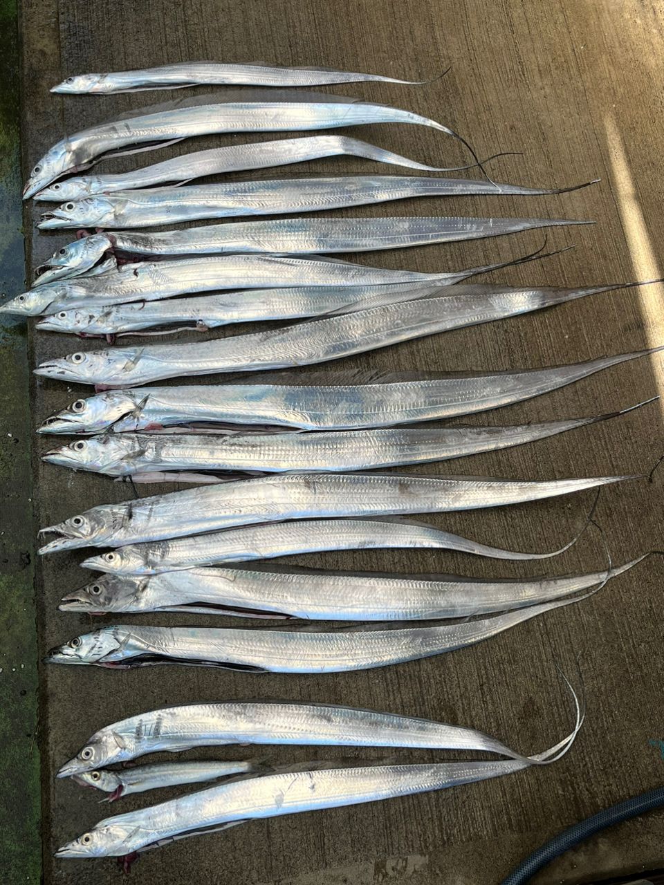 ki_chikaさんの釣果 3枚目の画像