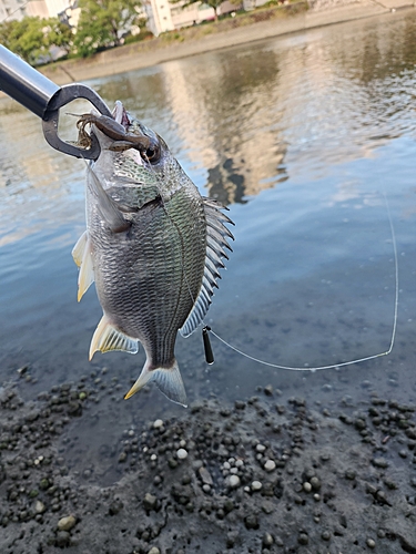 キビレの釣果