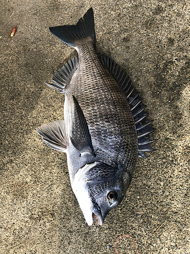 クロダイの釣果