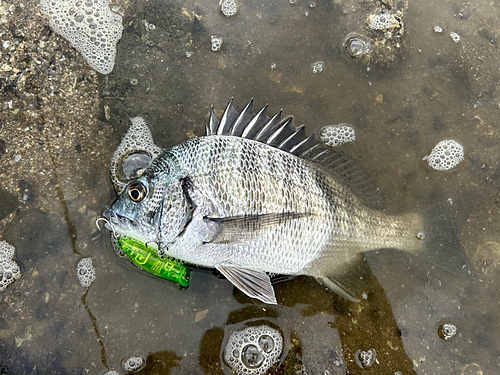 メイタの釣果