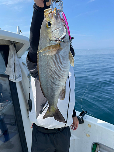 イサキの釣果