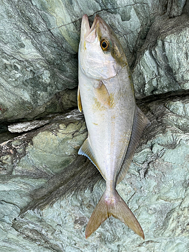 カンパチの釣果