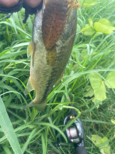 ブラックバスの釣果