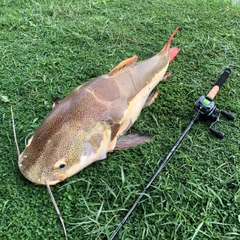 レッドテールキャットフィッシュの釣果