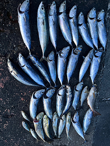 ソウダガツオの釣果