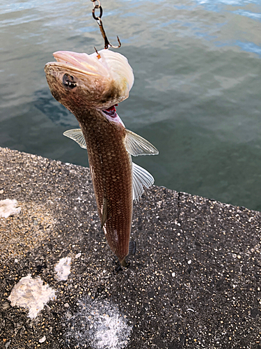 トカゲエソの釣果