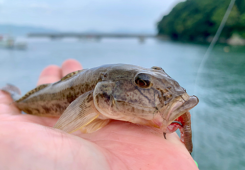 マハゼの釣果