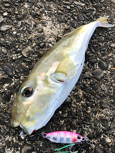 シロサバフグの釣果