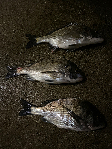 クロダイの釣果