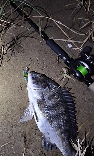 クロダイの釣果