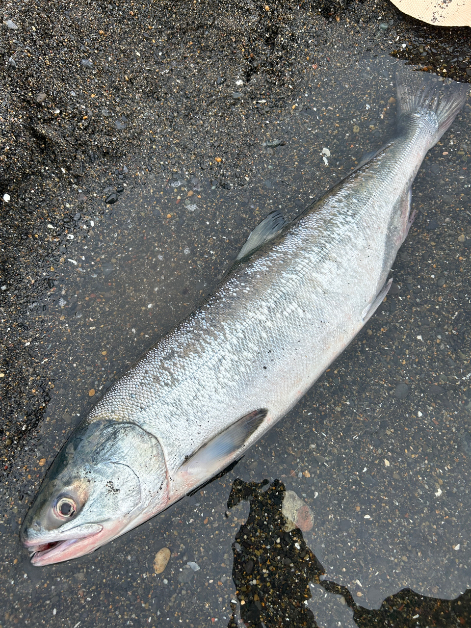 カカオ鱒夫 さんの 2023年08月16日のサケの釣り・釣果情報(オホーツク