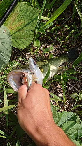 ブラックバスの釣果