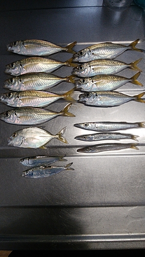 アジの釣果