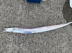 タチウオの釣果