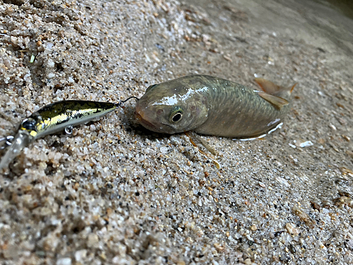 イワナの釣果