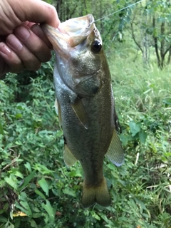 ブラックバスの釣果